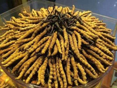 邵阳市收购冬虫夏草之罐瓶袋兜盒包装产品