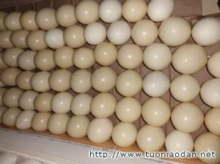 衡阳鸵鸟养殖场/邵阳鸵鸟养殖场/常德鸵鸟养殖场_农副产品_世界工厂网